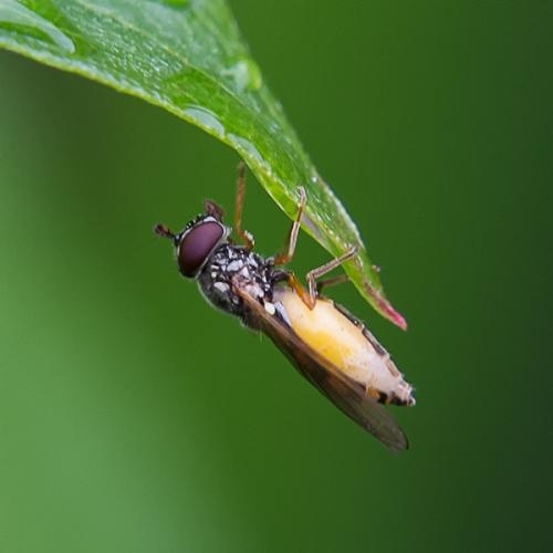 Melanostoma mellinum